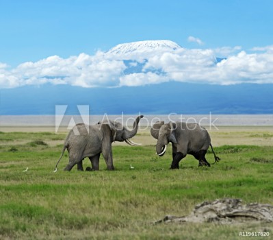 Bild på Amboseli National Park